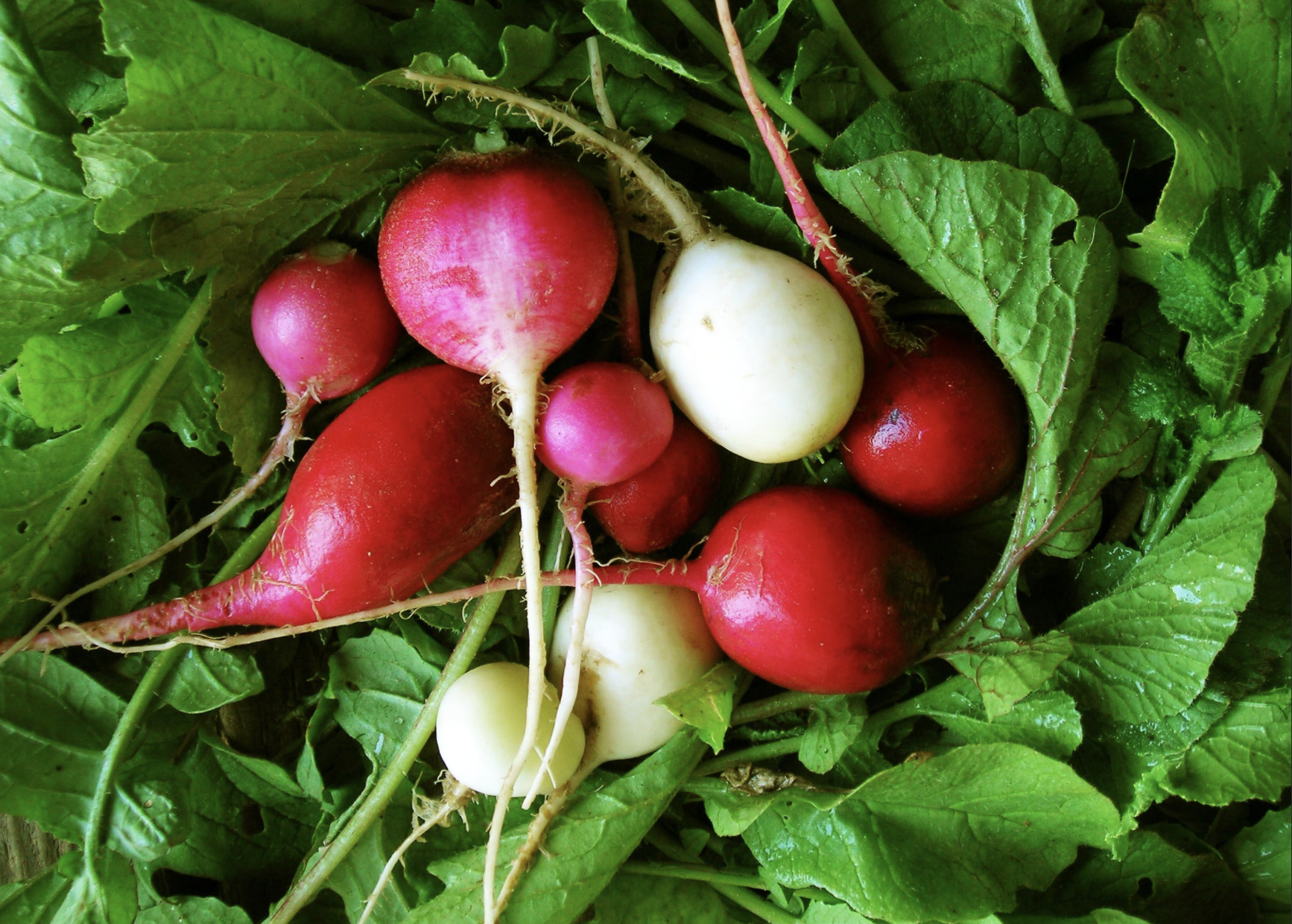 Easter Egg Spring Radishes
